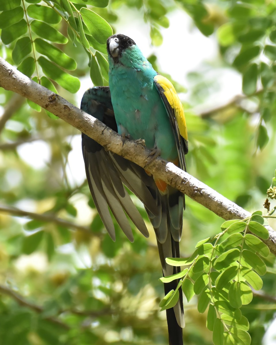 Hooded Parrot - ML642572907