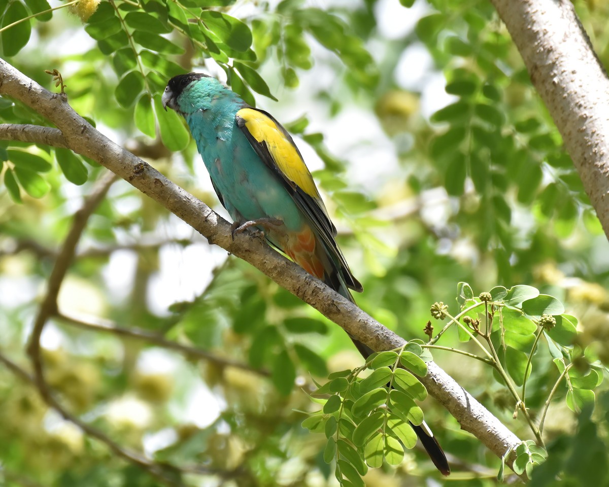 Hooded Parrot - ML642572910