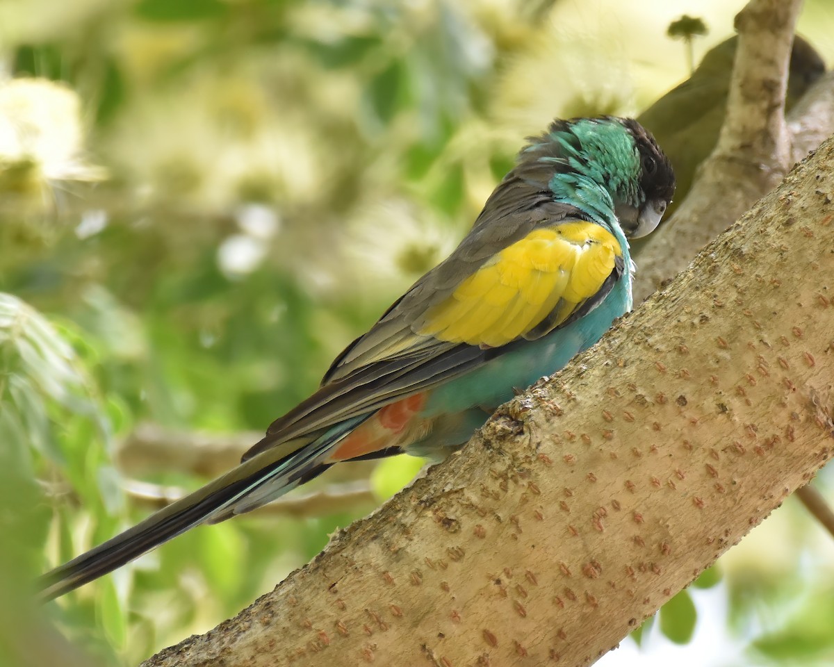 Hooded Parrot - ML642572917