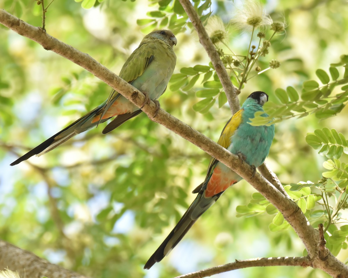 Hooded Parrot - ML642572923