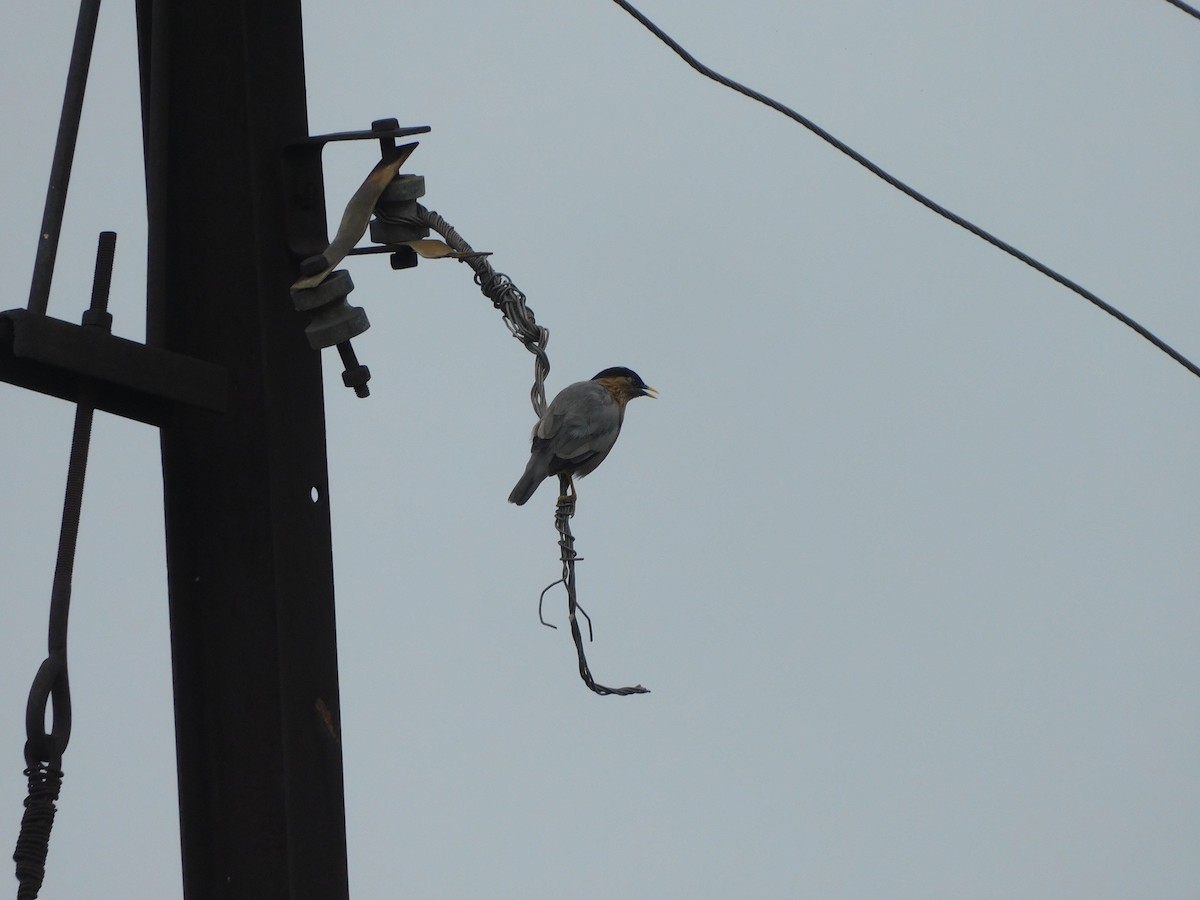 Brahminy Starling - ML642572948