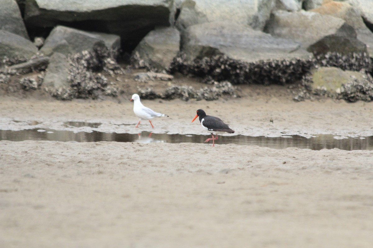 Pied Oystercatcher - ML642572965
