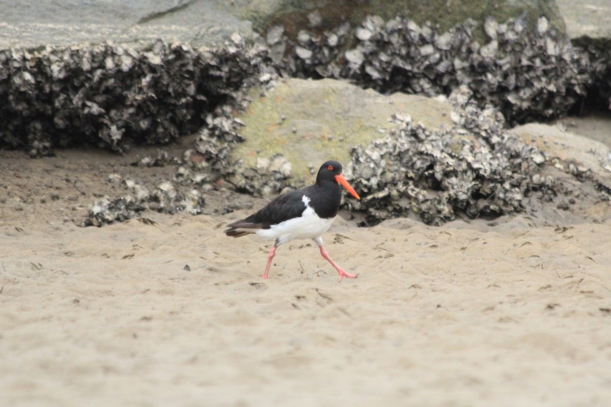 Pied Oystercatcher - ML642572966