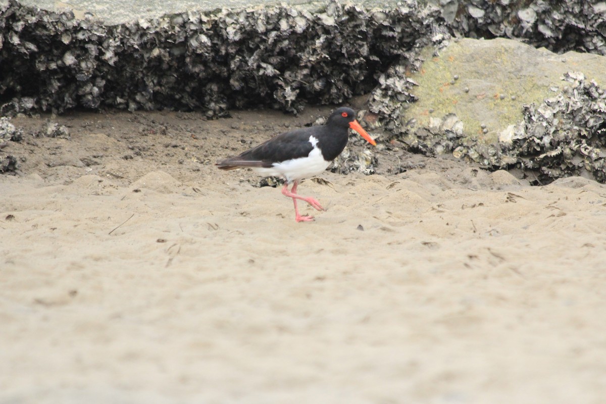 Pied Oystercatcher - ML642572967