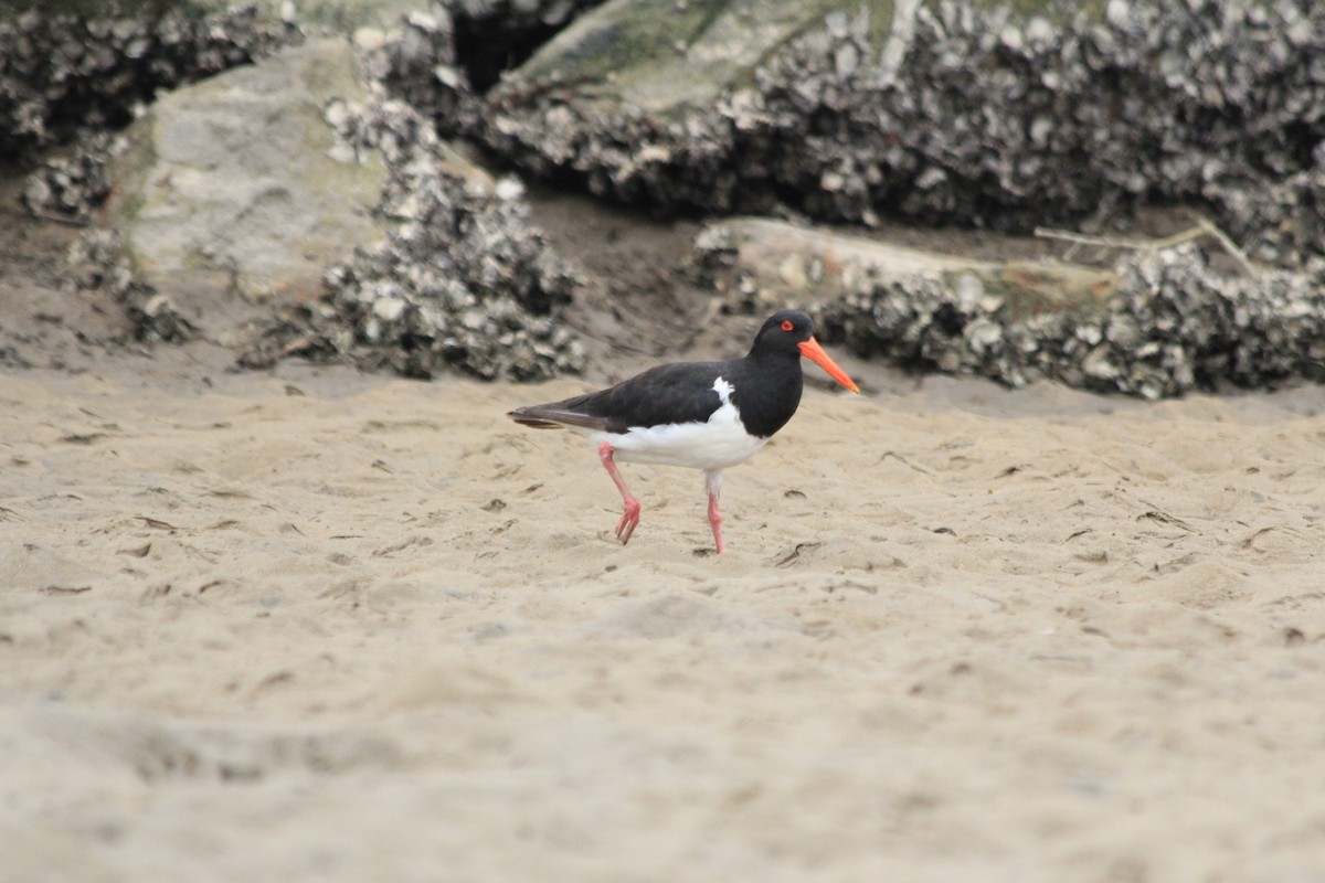 Pied Oystercatcher - ML642572968