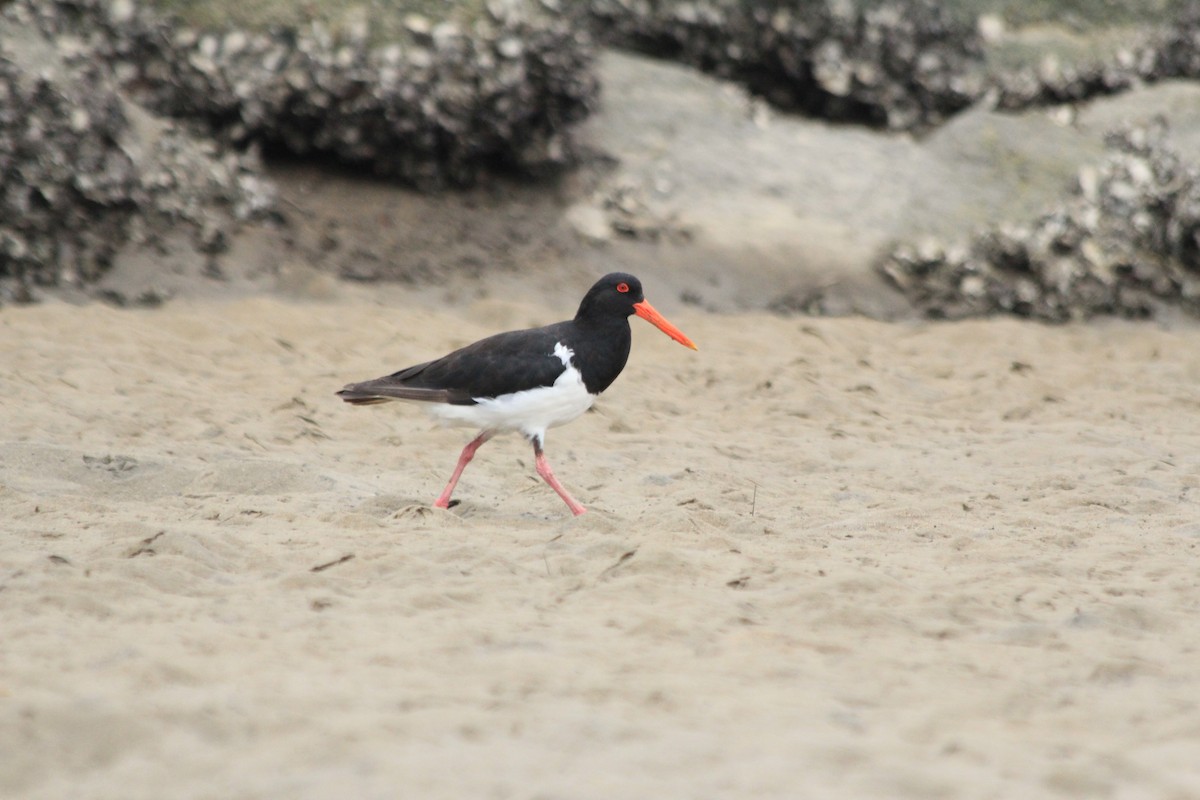 Pied Oystercatcher - ML642572969