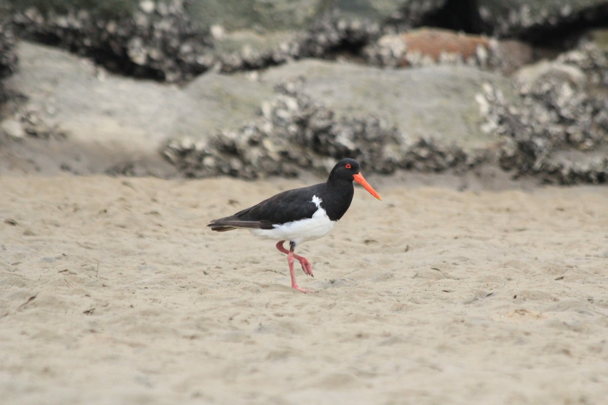 Pied Oystercatcher - ML642572970