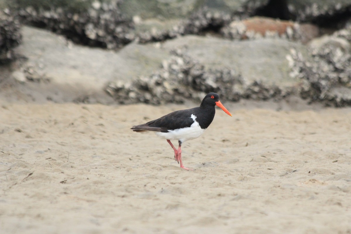 Pied Oystercatcher - ML642572971