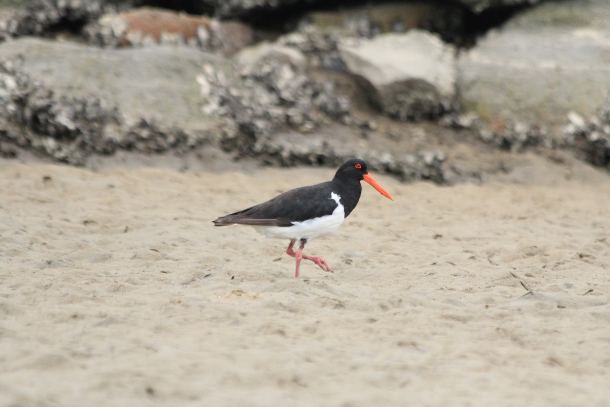 Pied Oystercatcher - ML642572972