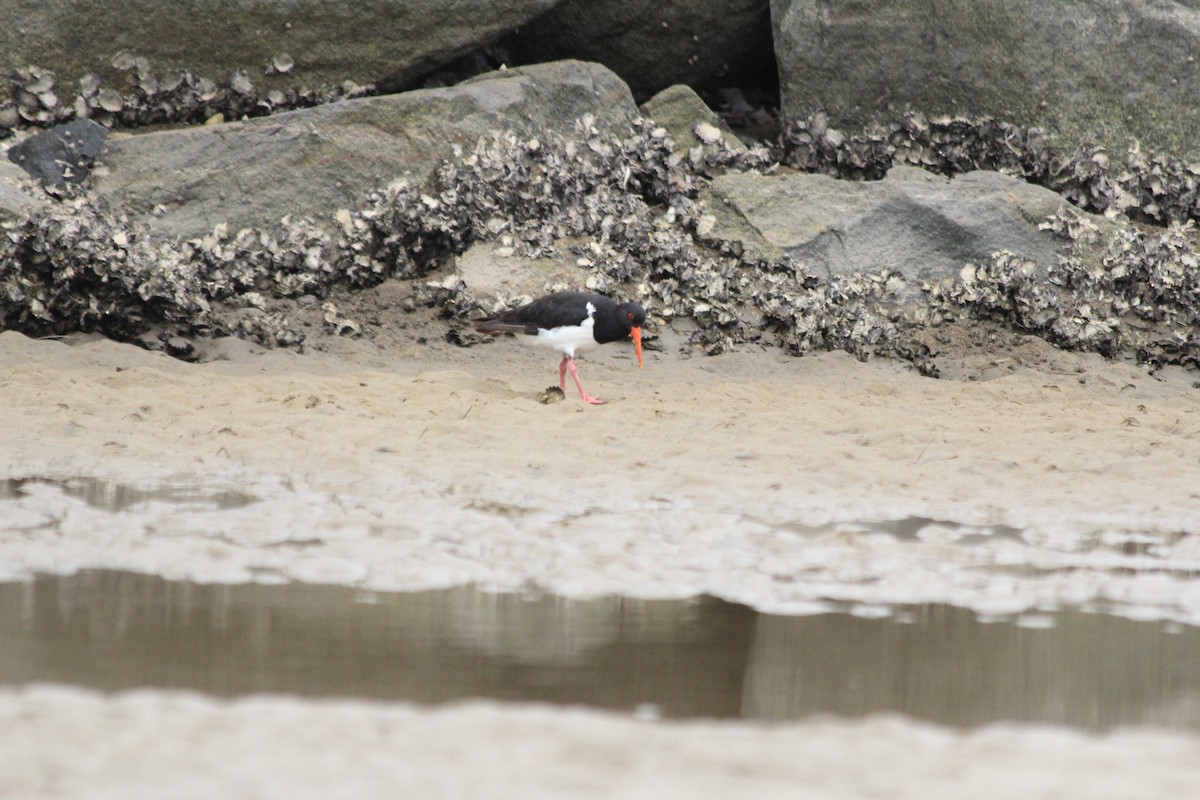 Pied Oystercatcher - ML642572973