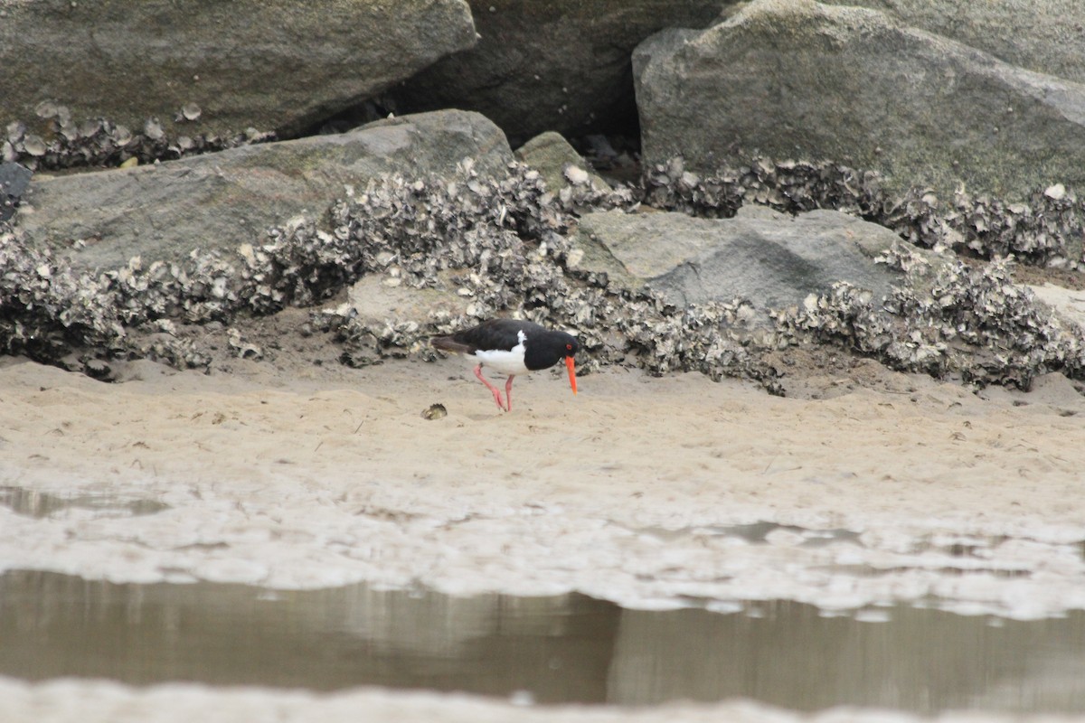 Pied Oystercatcher - ML642572974