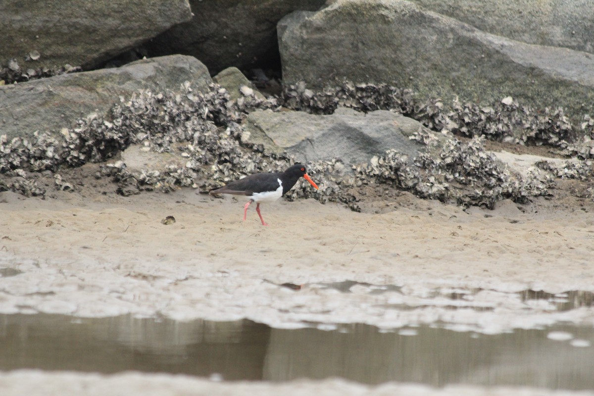 Pied Oystercatcher - ML642572975