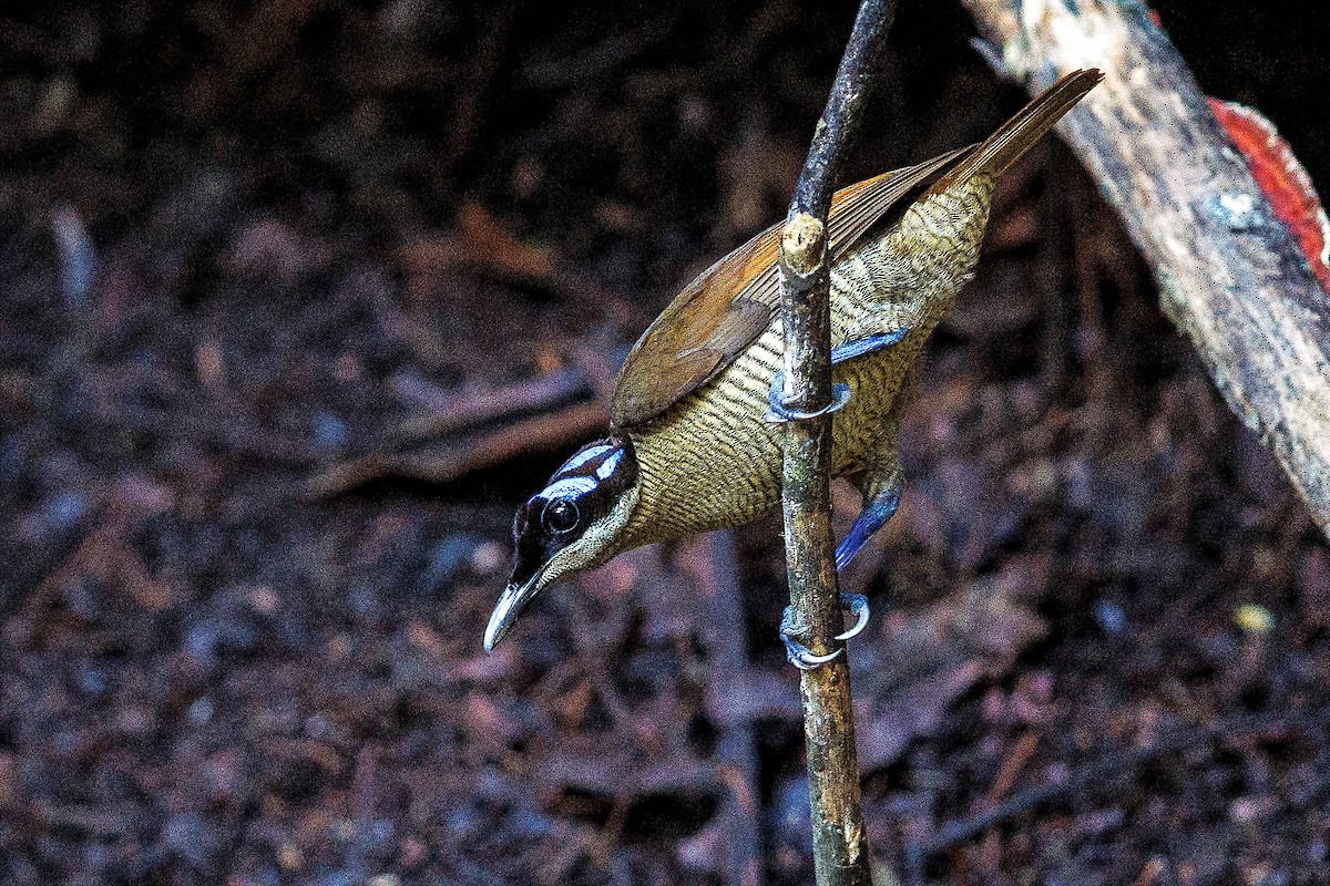 rajka holohlavá - ML642573071