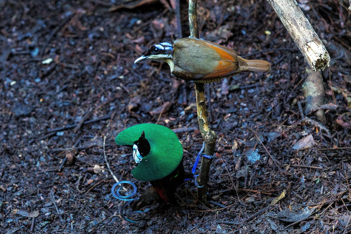 rajka holohlavá - ML642573072