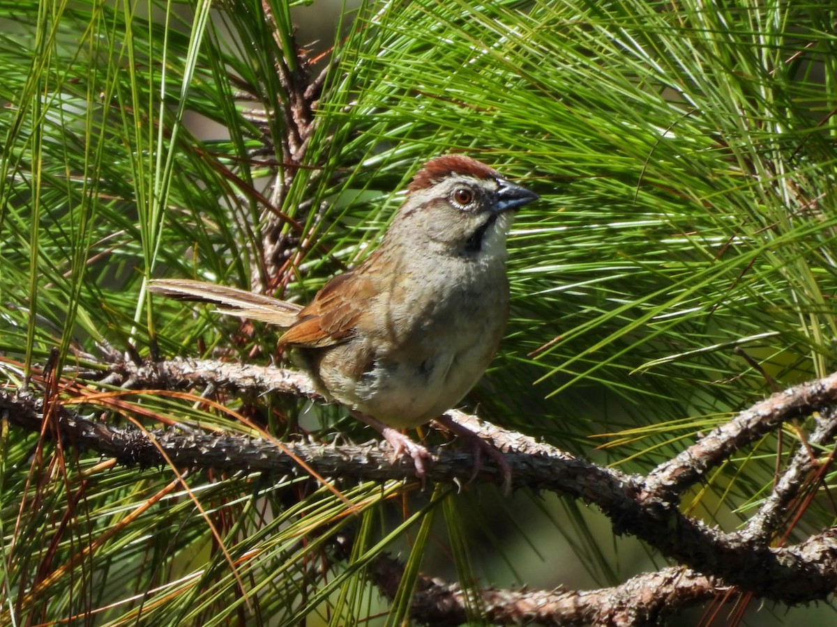 Rusty Sparrow - ML642573083