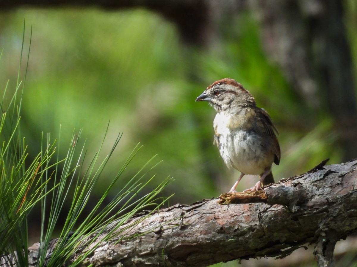 Rusty Sparrow - ML642573085