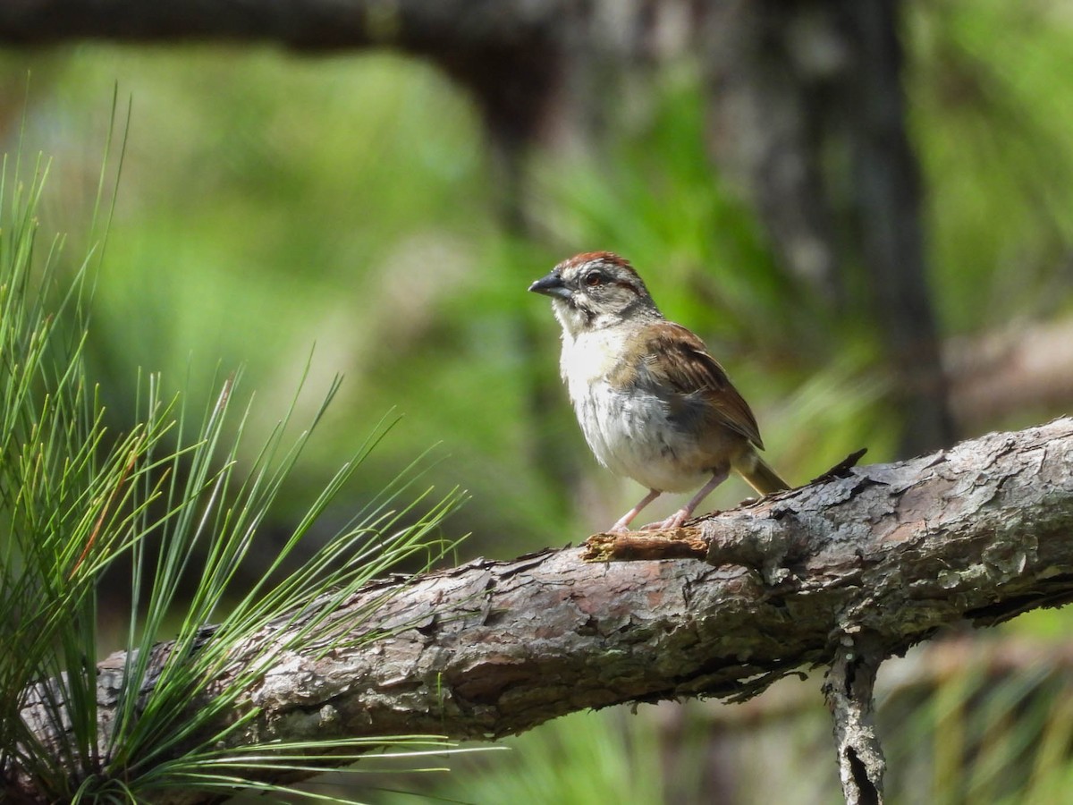 Rusty Sparrow - ML642573086