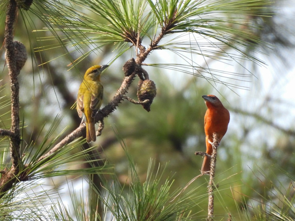 Hepatic Tanager - ML642573107