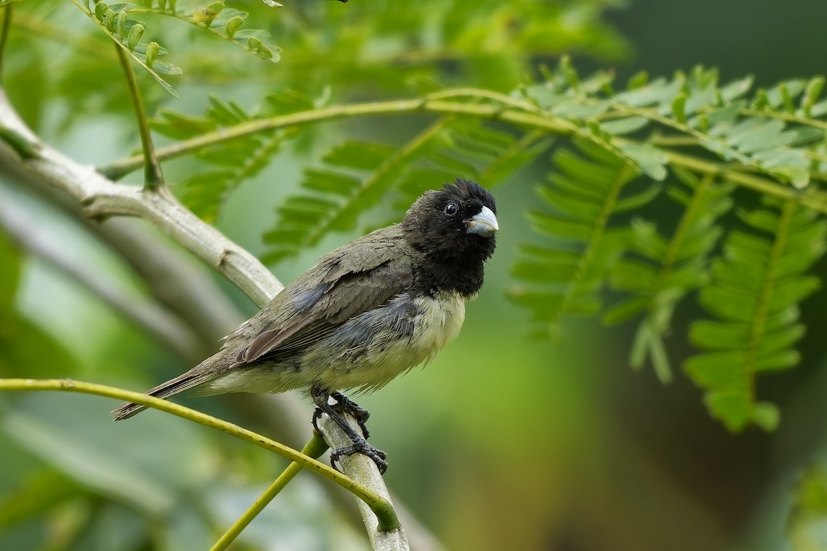 Yellow-bellied Seedeater - ML642573138