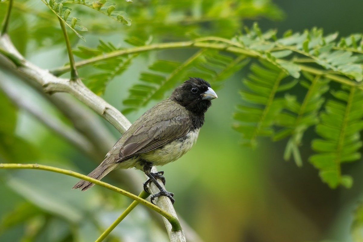 Yellow-bellied Seedeater - ML642573139