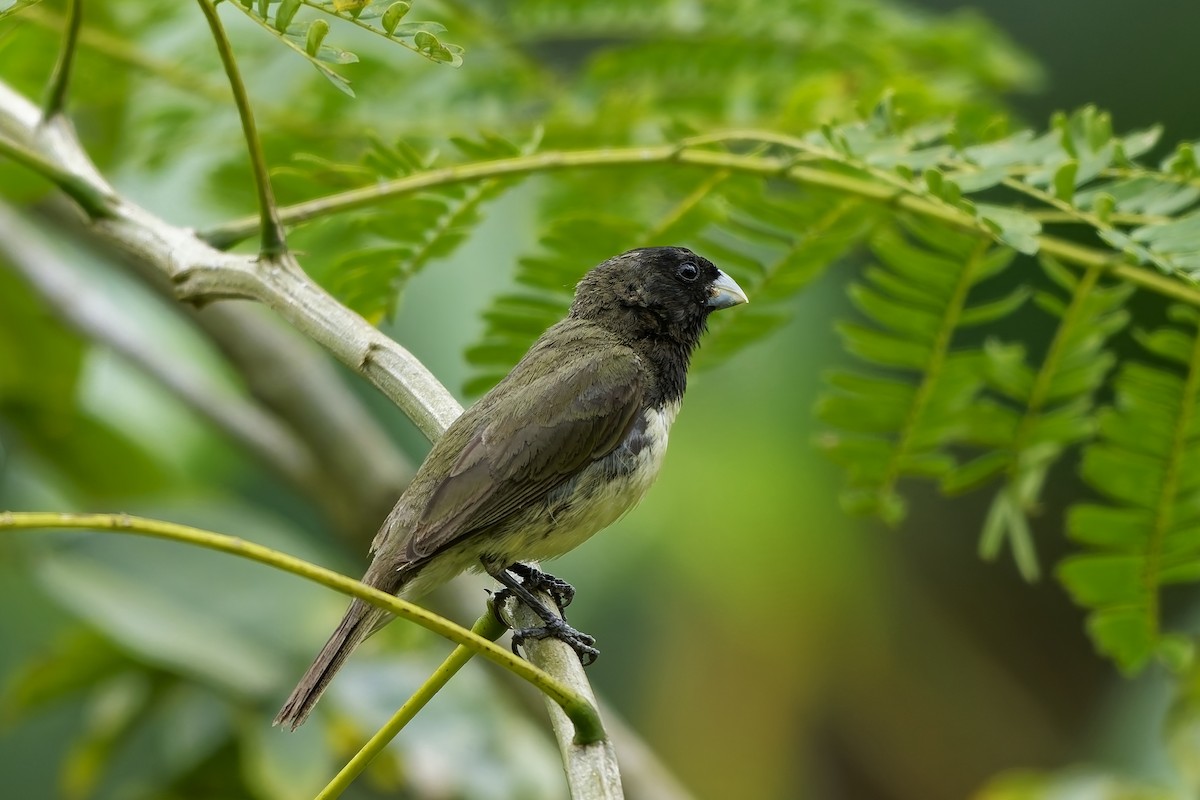 Yellow-bellied Seedeater - ML642573142