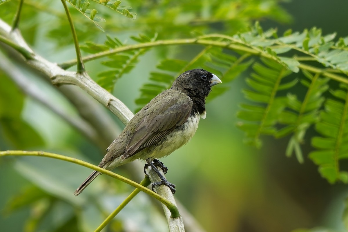 Yellow-bellied Seedeater - ML642573143