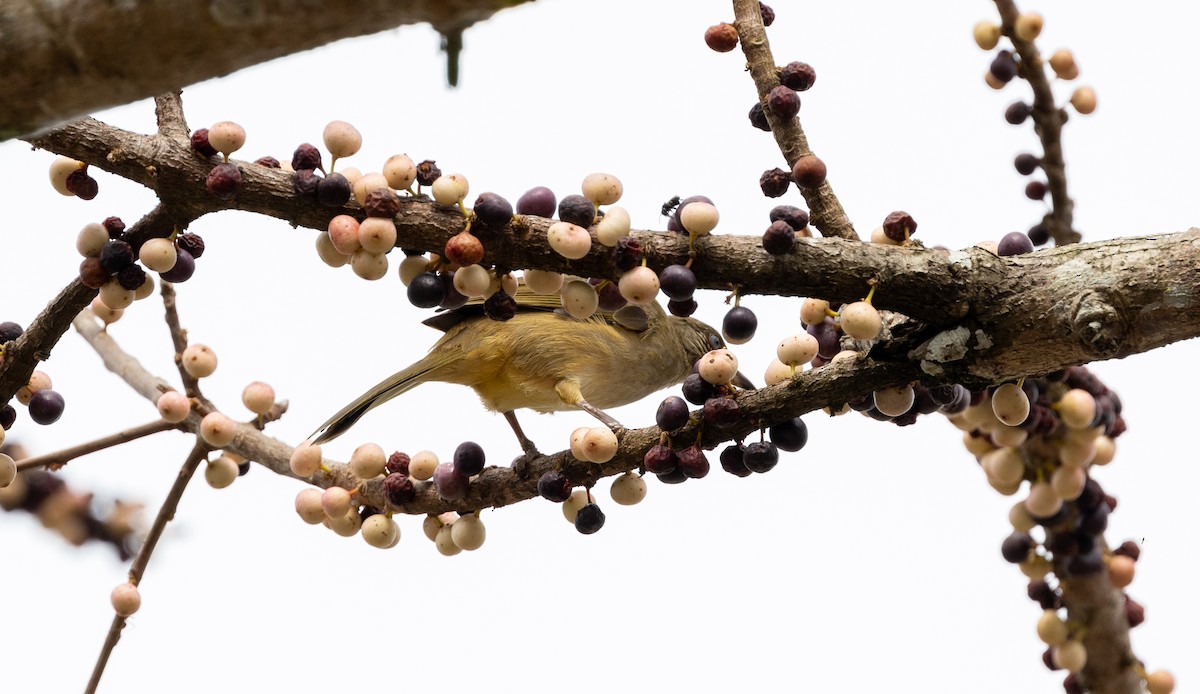 Bulbul de Conrad - ML642573149