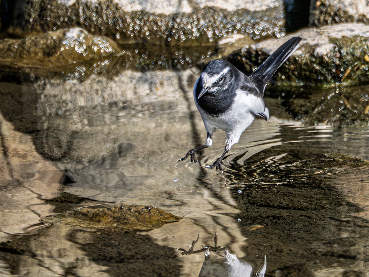 Japanese Wagtail - ML642573176