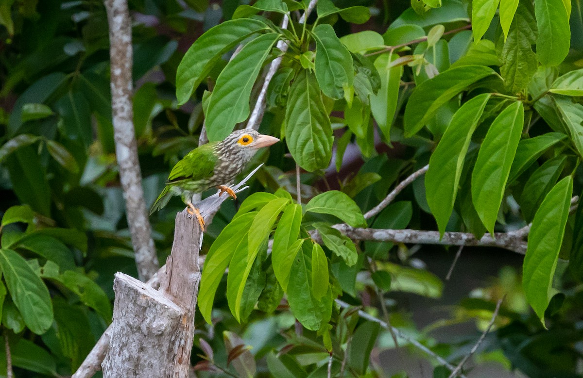 Lineated Barbet - ML642573192