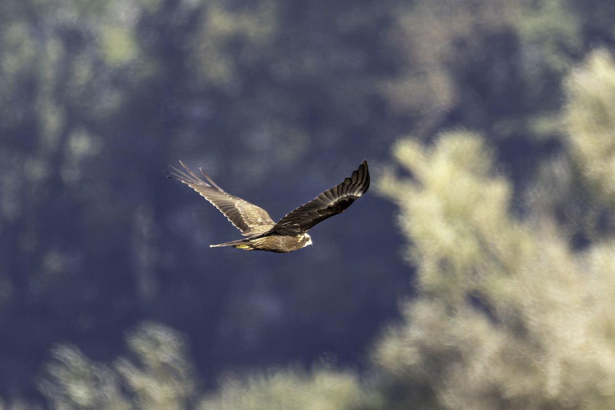 Western Marsh Harrier - ML642573275