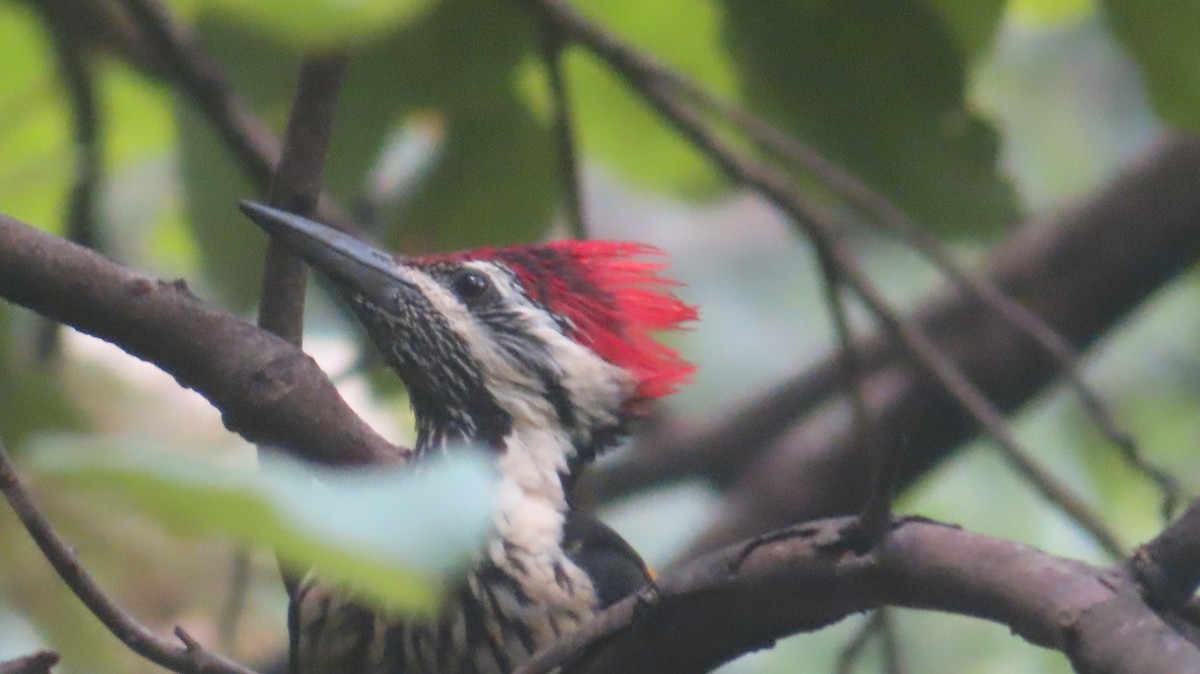 Black-rumped Flameback - ML642573278