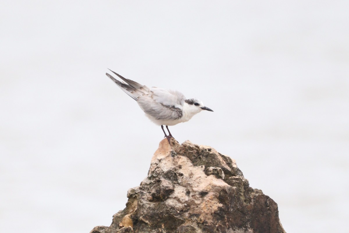Whiskered Tern - ML642573285