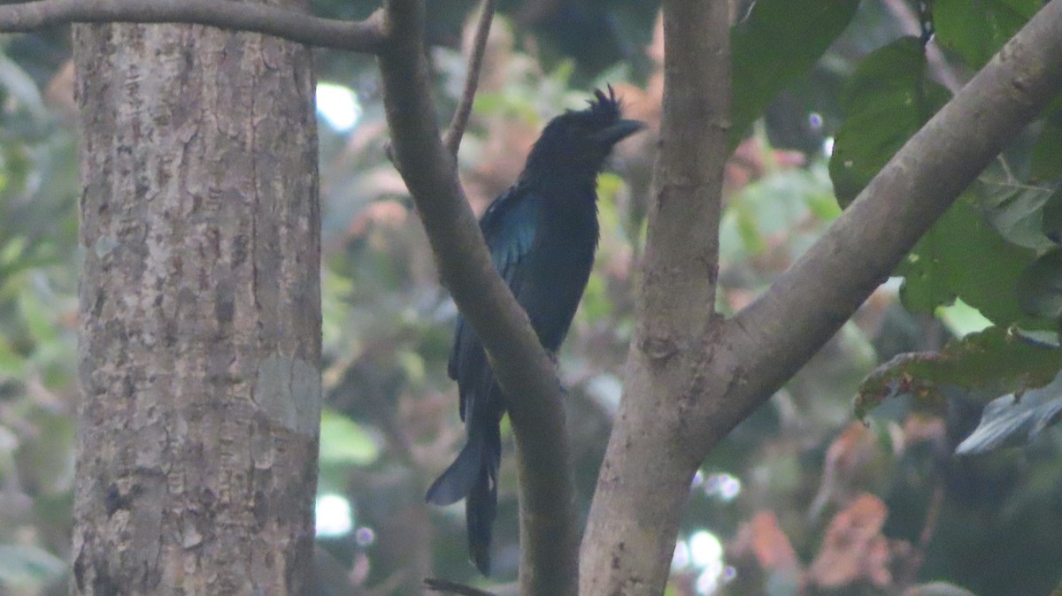 Greater Racket-tailed Drongo - ML642573291