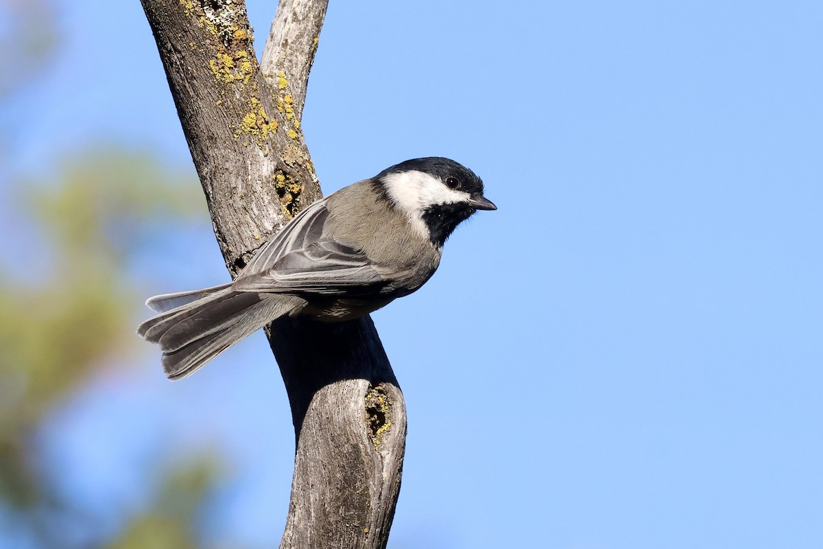 Black-capped Chickadee - ML642573293