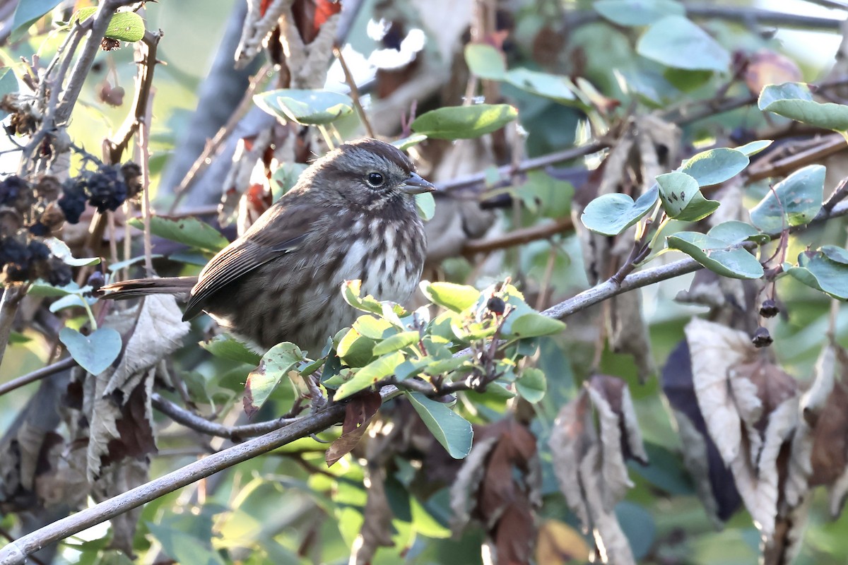 Song Sparrow - ML642573299