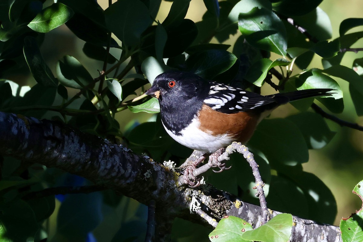 Spotted Towhee - ML642573303