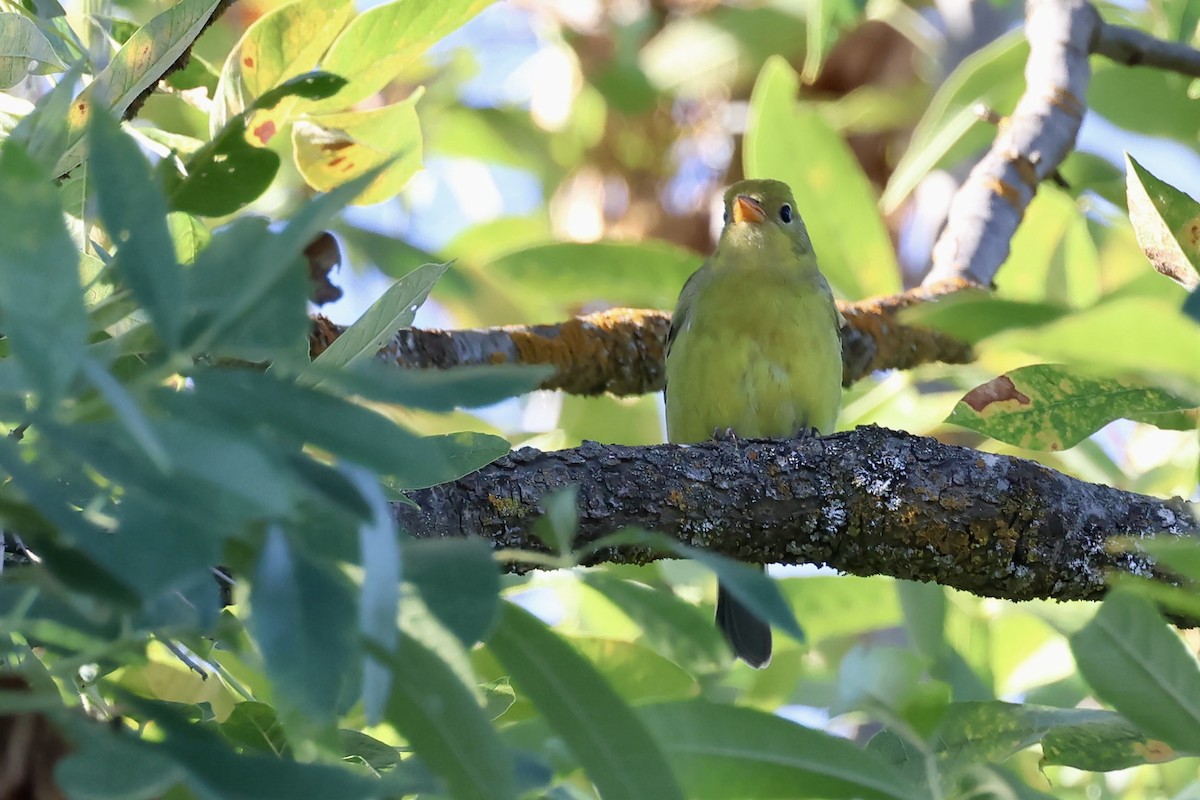 Western Tanager - ML642573308