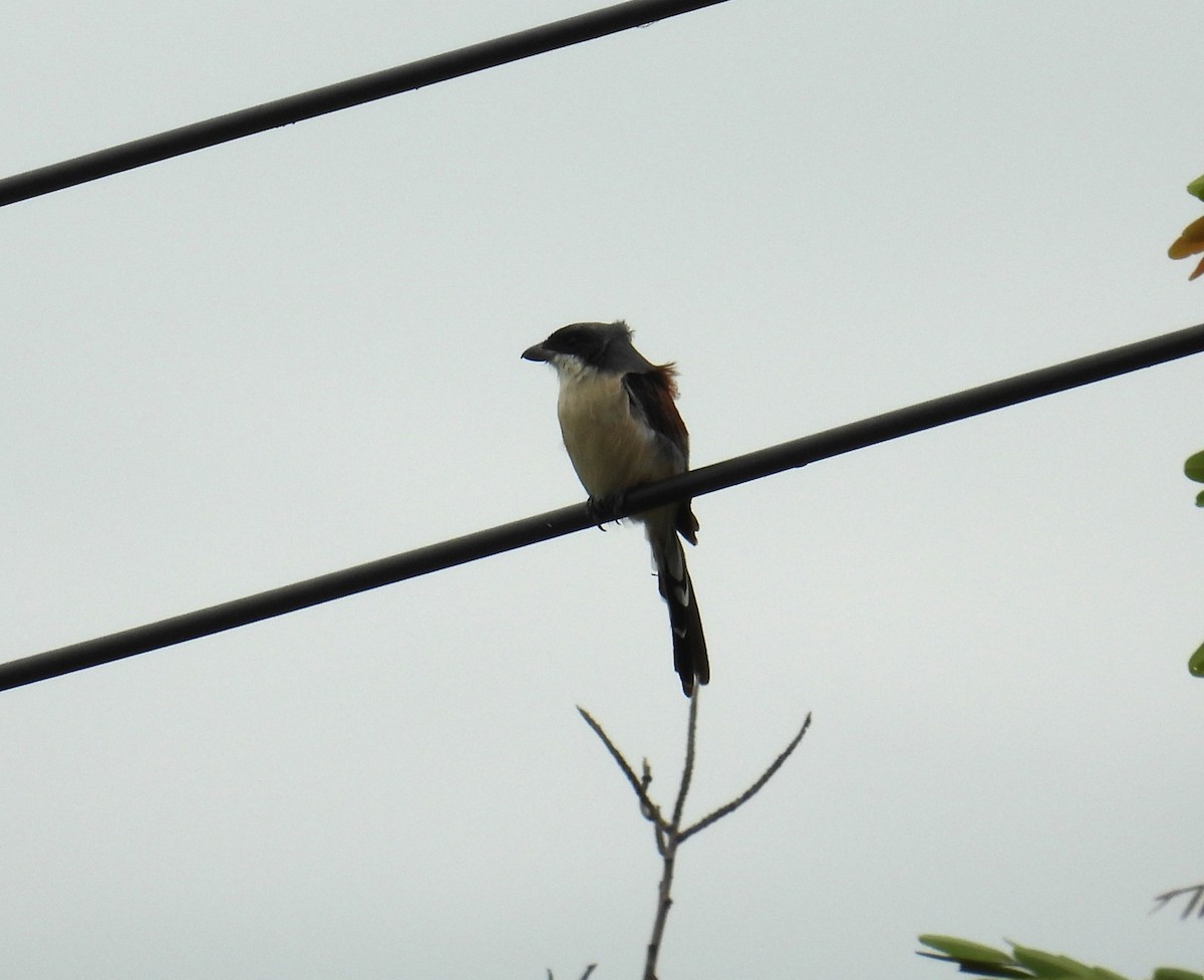 Burmese Shrike - ML642573309