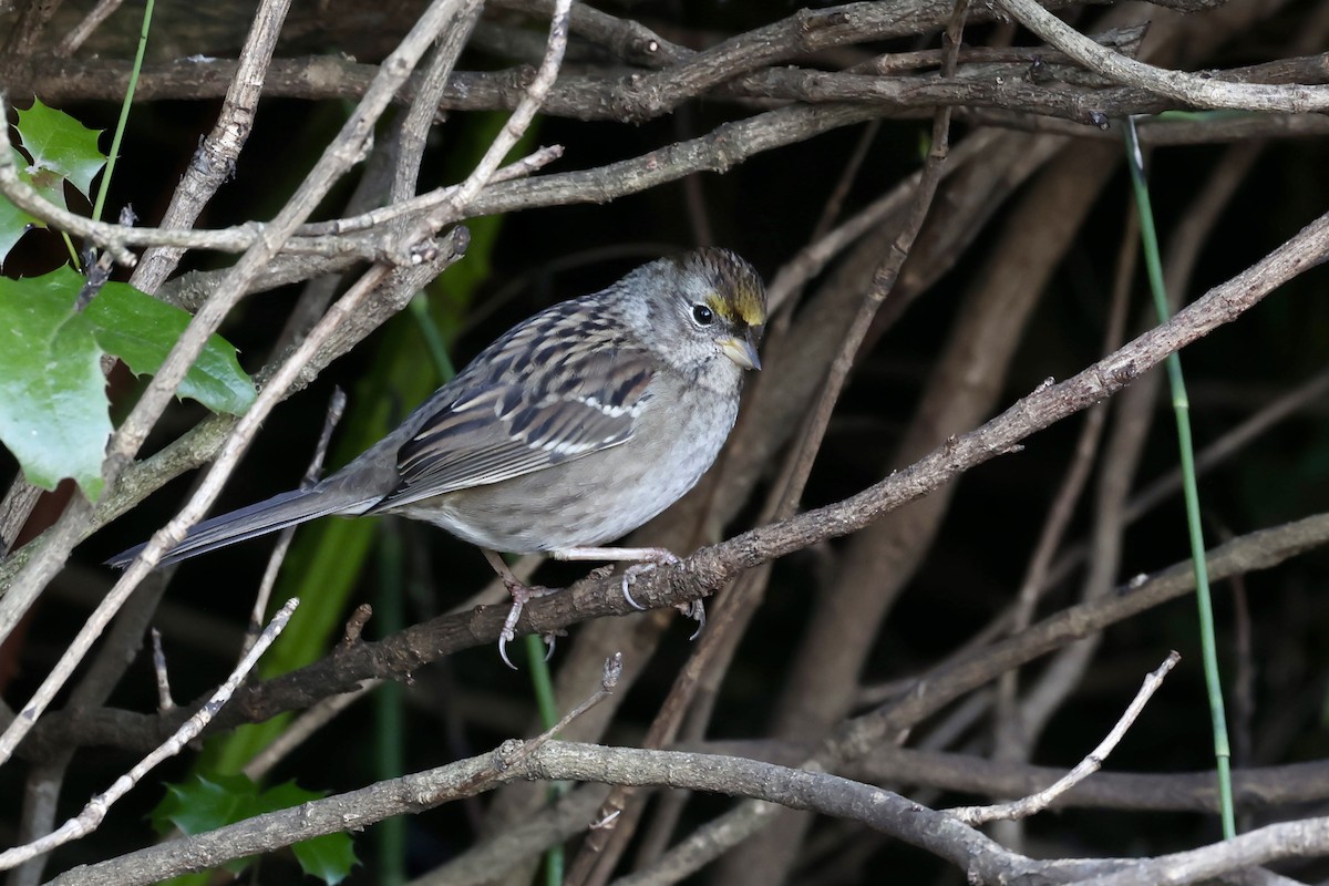 Golden-crowned Sparrow - ML642573310