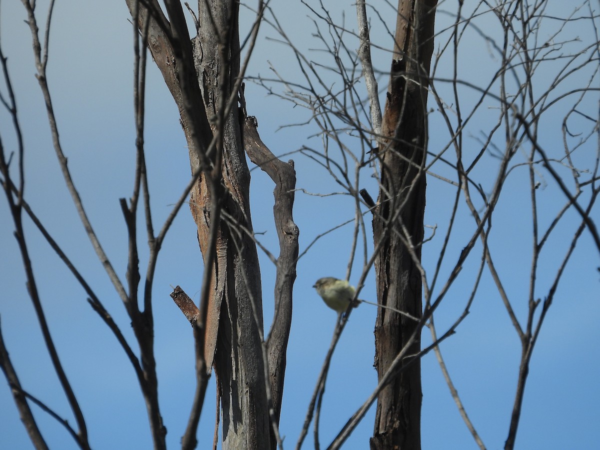 Weebill - ML642573314