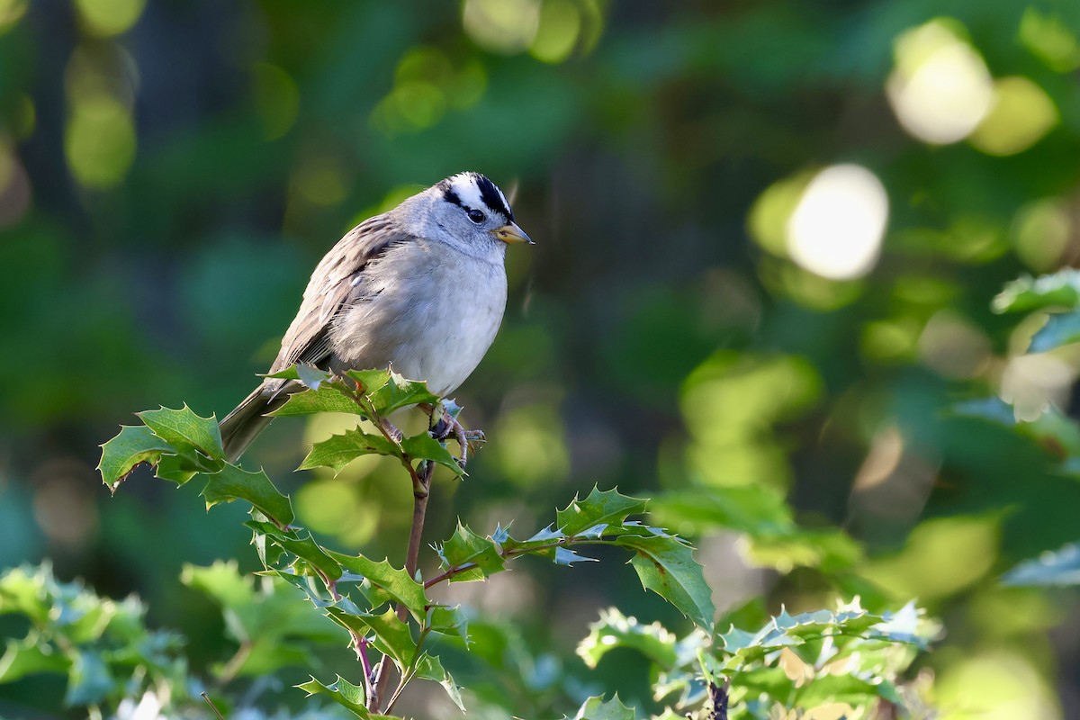 White-crowned Sparrow - ML642573318