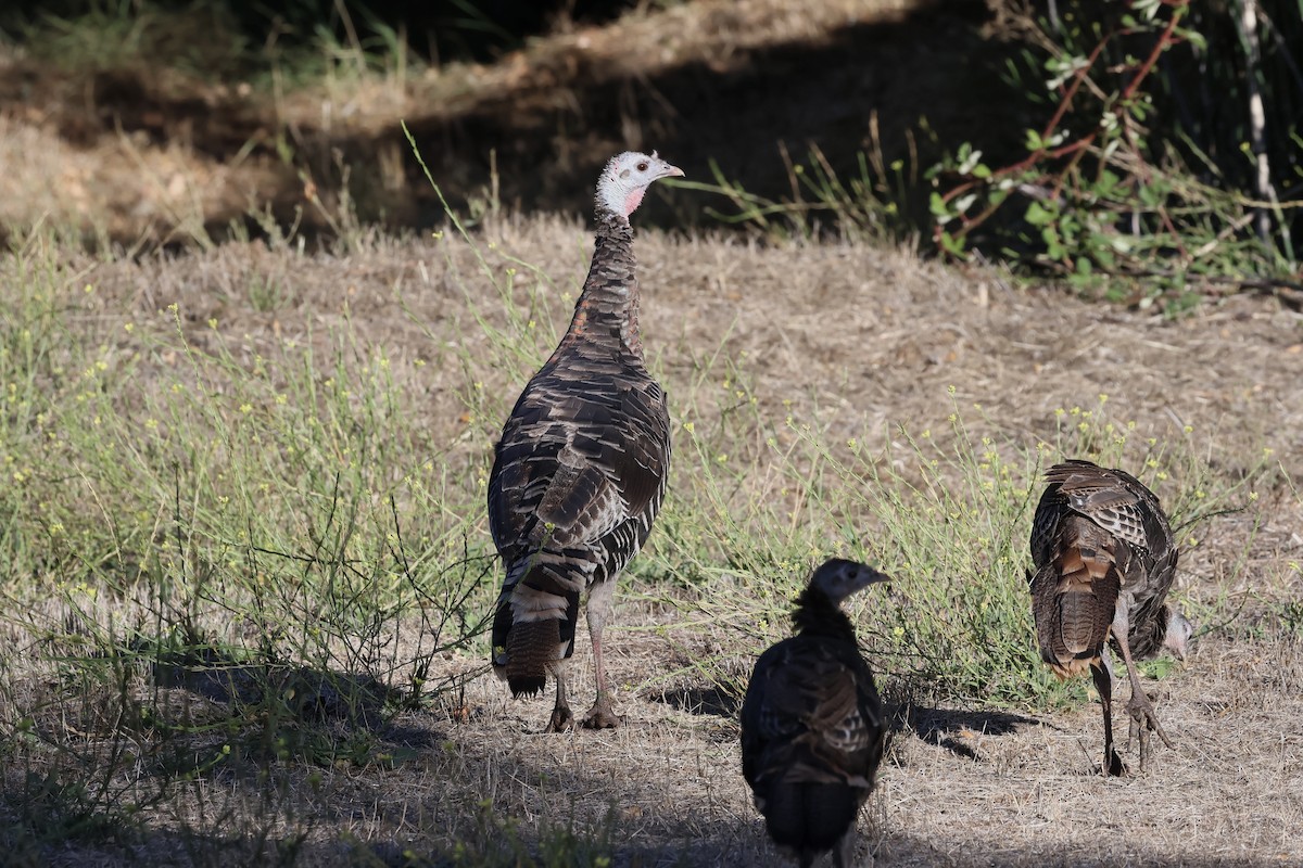 Wild Turkey - ML642573329