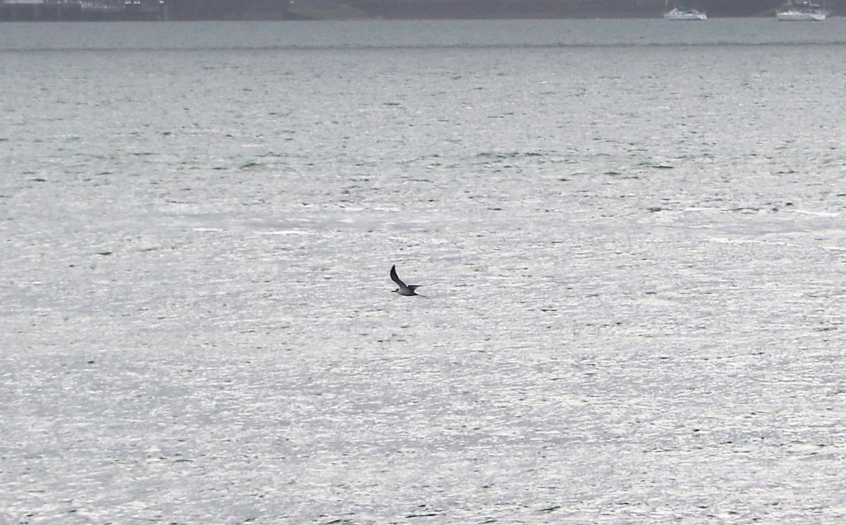 Sooty Tern - ML642573337