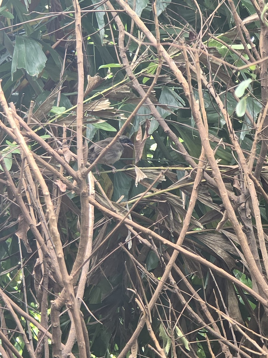 Masked Laughingthrush - ML642573346