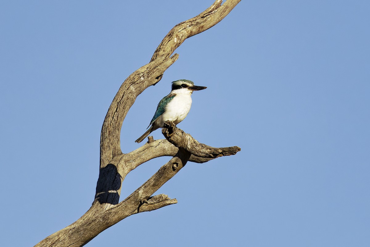 Red-backed Kingfisher - ML642573352