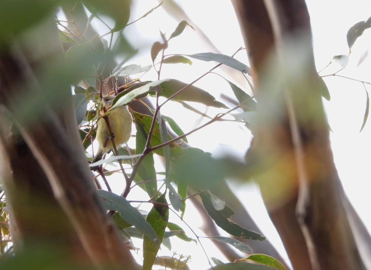 Yellow Thornbill - ML642573359