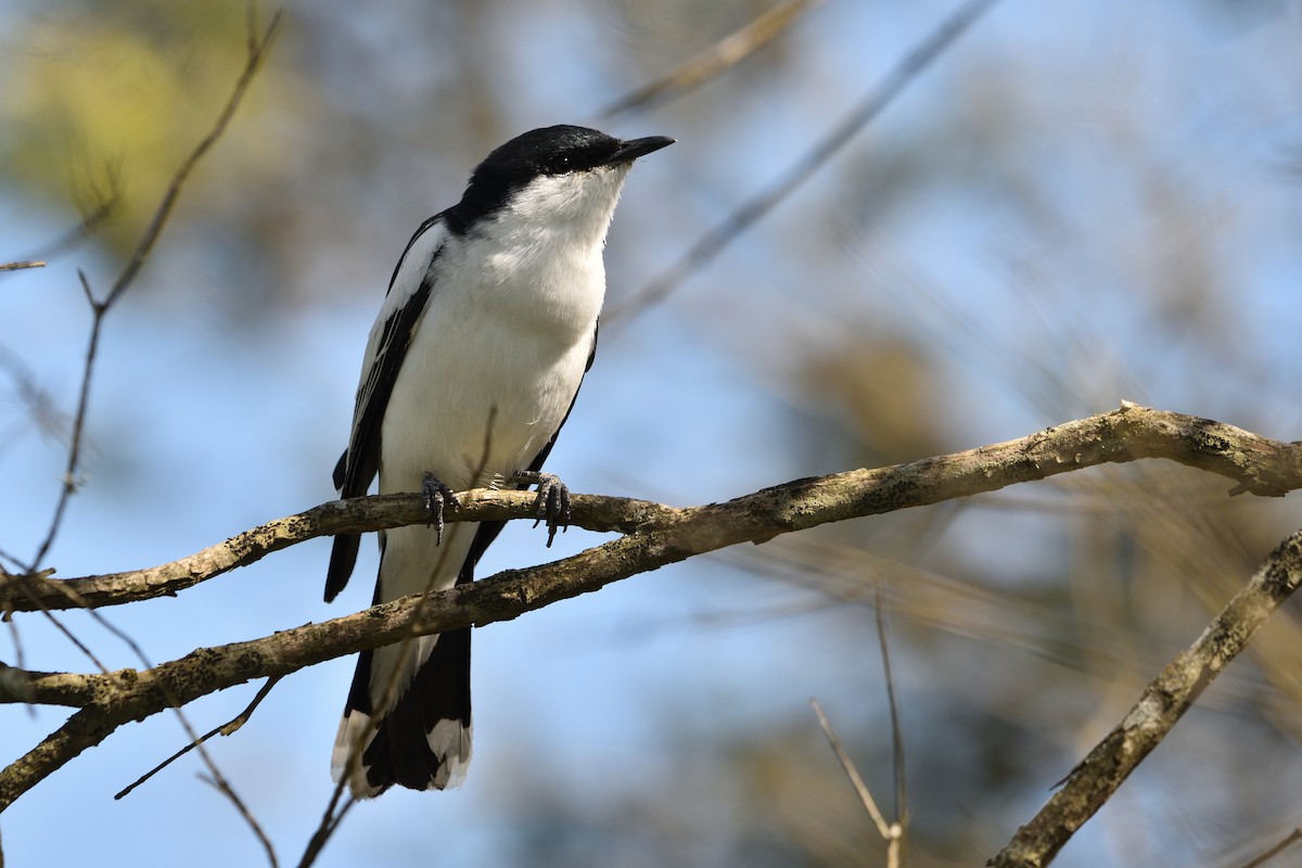 Oruguero Tricolor - ML642573370