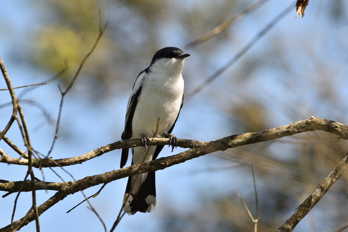 Oruguero Tricolor - ML642573372