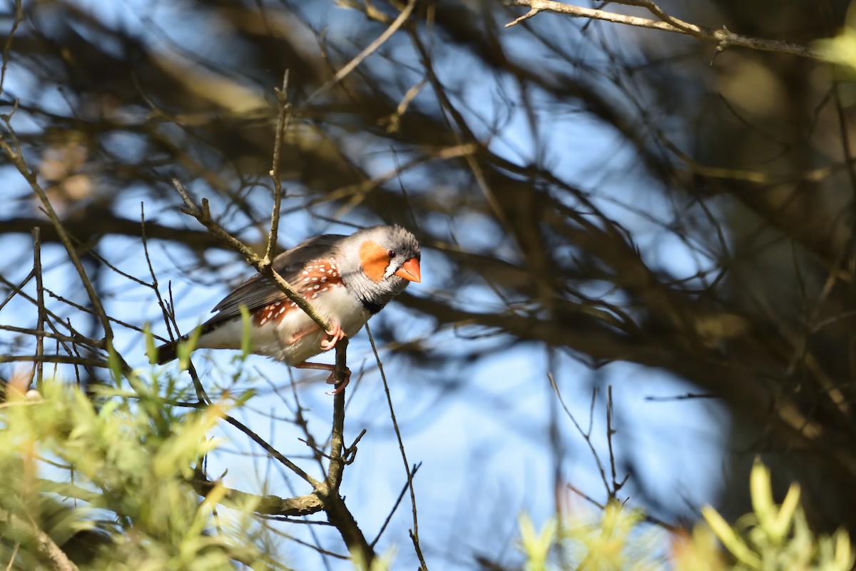 Zebra Finch - ML642573401