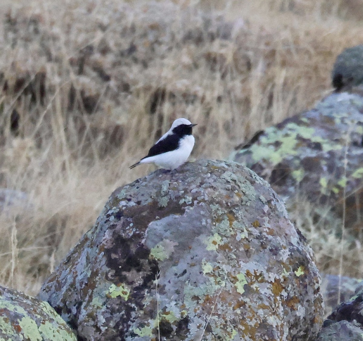 Finsch's Wheatear - ML642573408